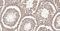 RPS19 Recombinant Rabbit mAb